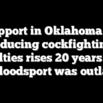 Support in Oklahoma for reducing cockfighting penalties rises 20 years after the bloodsport was outlawed