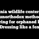 Virginia wildlife center staff use unorthodox method for caring for orphaned kit: Dressing like a fox