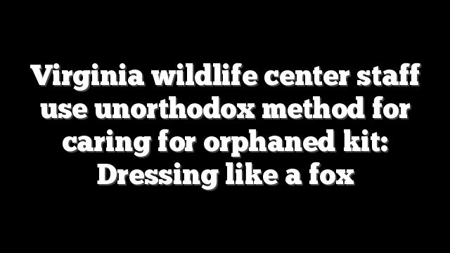 Virginia wildlife center staff use unorthodox method for caring for orphaned kit: Dressing like a fox
