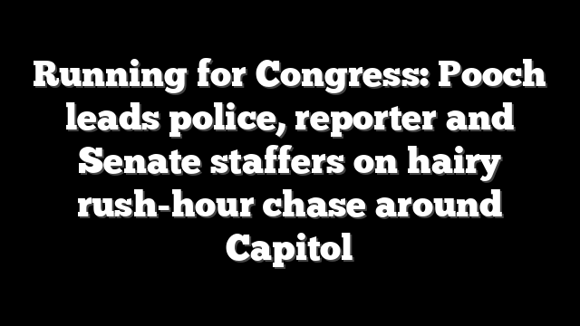 Running for Congress: Pooch leads police, reporter and Senate staffers on hairy rush-hour chase around Capitol