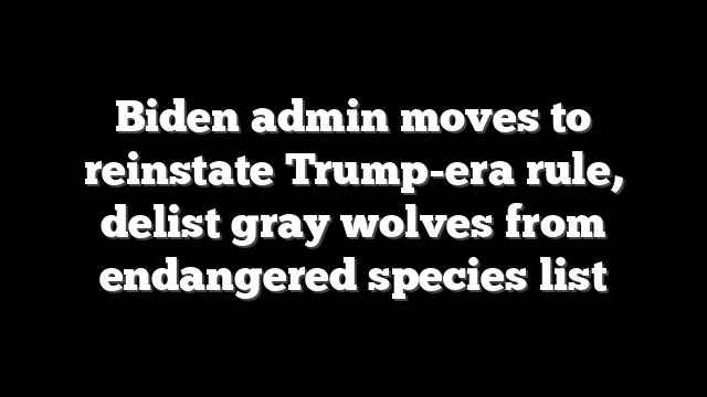 Biden admin moves to reinstate Trump-era rule, delist gray wolves from endangered species list