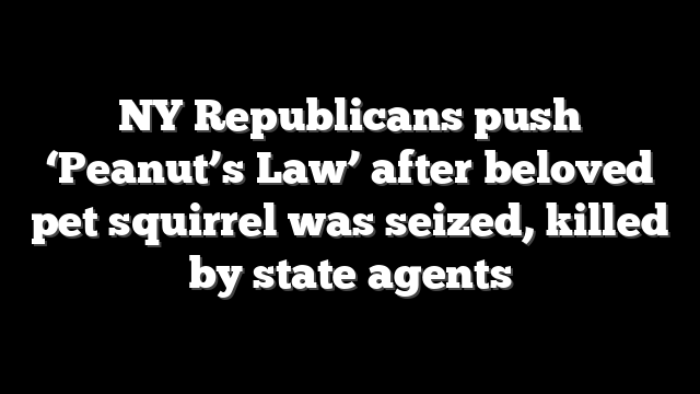 NY Republicans push ‘Peanut’s Law’ after beloved pet squirrel was seized, killed by state agents