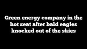 Green energy company in the hot seat after bald eagles knocked out of the skies