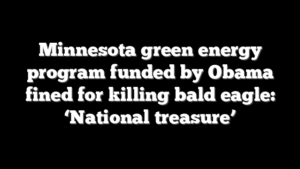 Minnesota green energy program funded by Obama fined for killing bald eagle: ‘National treasure’