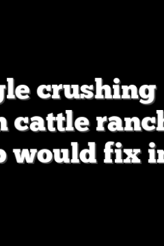 The single crushing problem American cattle ranchers wish Trump would fix instead