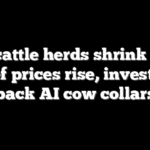 As cattle herds shrink and beef prices rise, investors back AI cow collars