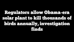 Regulators allow Obama-era solar plant to kill thousands of birds annually, investigation finds