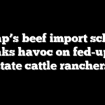 Trump’s beef import scheme wreaks havoc on fed-up red state cattle ranchers