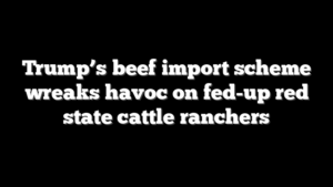 Trump’s beef import scheme wreaks havoc on fed-up red state cattle ranchers